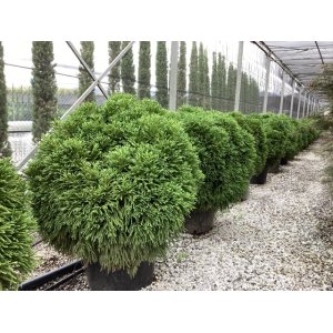 Kryptomeria japonská (Cryptomeria japonica) ´GLOBOSA NANA´ - výška 100-120 cm, ⌀ rastliny 100-120 cm, kont. C150L